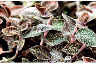 �������Ĺ�Ч������ �������ĳ����÷�