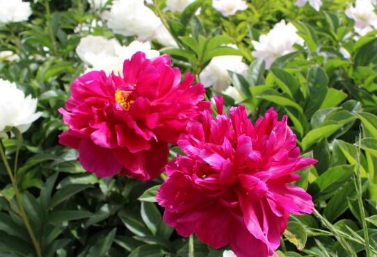 ��ҩ���������Ի������� ��Щ�˲��ܺ���ҩ����