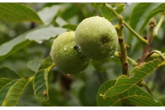 ɽ����֦�Ĺ�Ч�����ü�ҩ�ü�ֵ