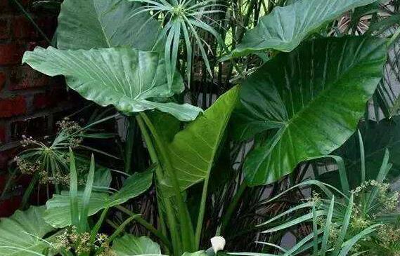 ��ͷҶ�Ĺ�Ч������ ��ͷҶ�ж���