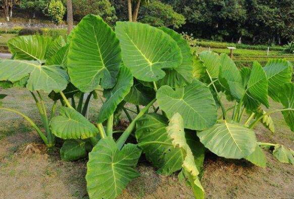 ��ͷҶ�;��Ĺ�Ч������