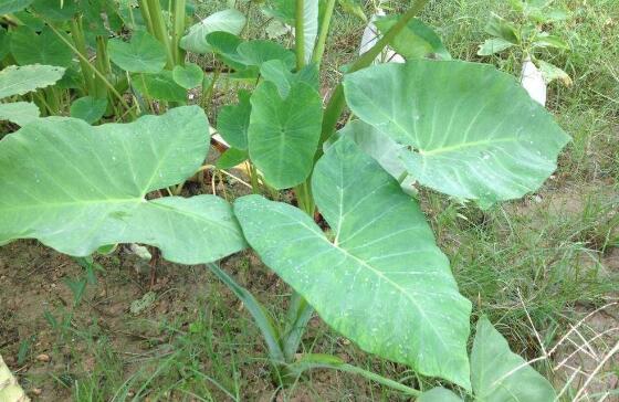 ��ͷҶ��ô���ó� ��ͷҶ�������̳�