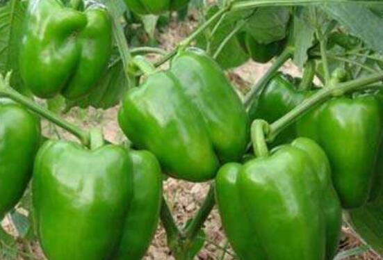 �𽷵Ĺ�Ч������ �𽷵�ʳ�÷���