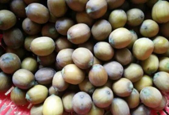 ���ӿ��ݲ�Ĺ�Ч������