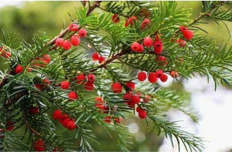 �춹ɼ����ˮ�ȵĹ�Ч������