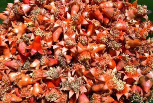 ʯ��ɹ���ݲ�Ĺ�Ч