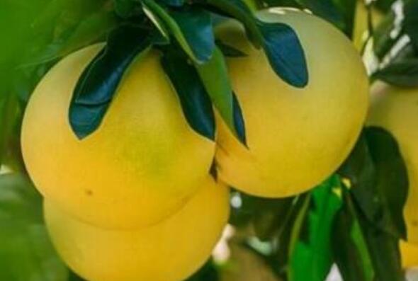 ̨���ĵ��ֵĹ�Ч������