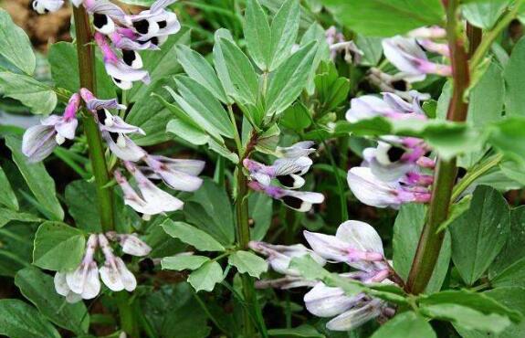 �϶�Ҷ�Ĺ�Ч�����ü�����