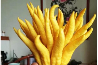 ���ָ���ô�ݾ� ���ָ��ݾƵĹ�Ч