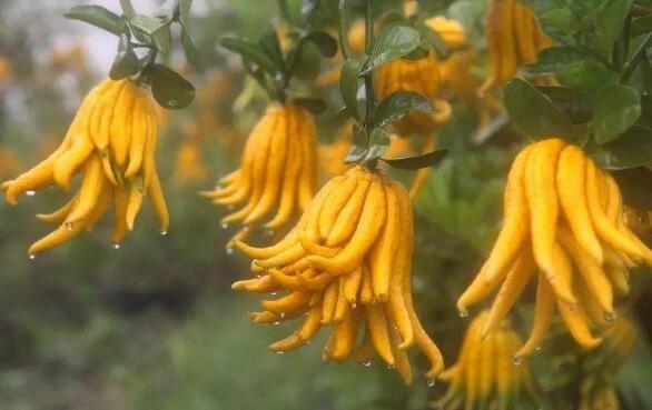 ���̵ָĹ�Ч������ ���ָ���ô��