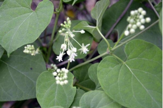 �������ٵĹ�Ч�����ü�������