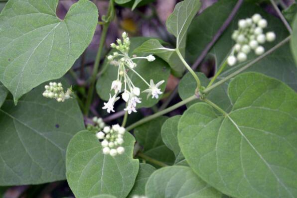 �������ٵĹ�Ч�����ü�������