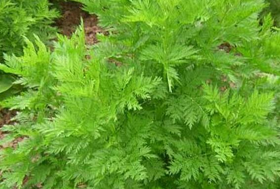 ����Ĺ�Ч�����ü�ҩ�ü�ֵ