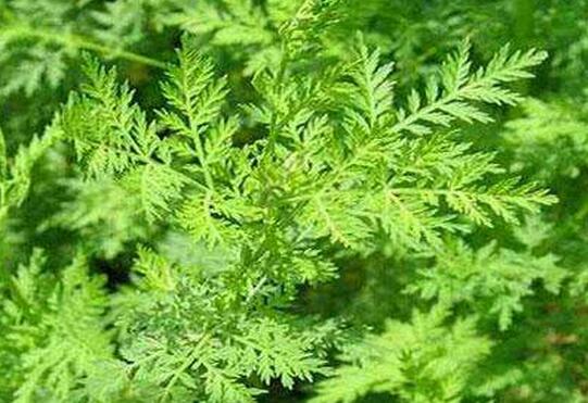 �����صĹ�Ч�����ü�ҩ�ü�ֵ