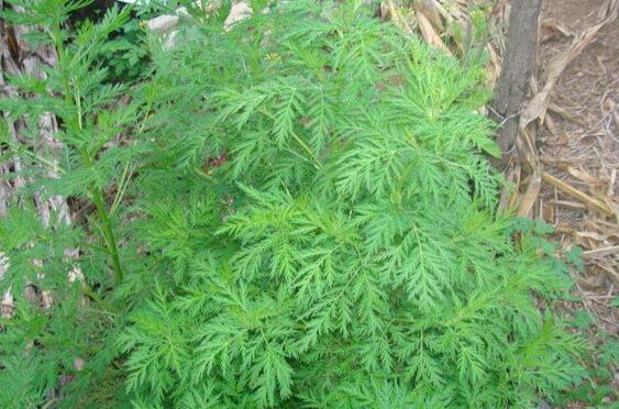 青蒿和艾草的区别