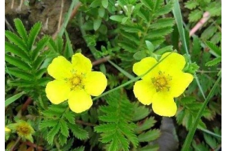 ާ��Ĺ�Ч�����ü�����