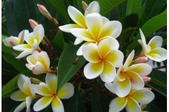 ��������η�ֳ �������ķ�ֳ����