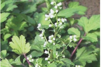 ���黨�˵Ĺ�Ч������