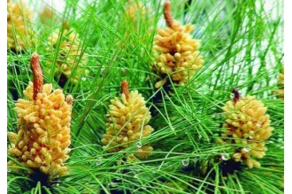 松花粉是什么松花粉的副作用 保质期 做法 功效与作用 营养价值www Asqxzs Com 松花粉是什么松花粉的副作用 保质期 做法 功效与作用 营养价值www Asqxzs Com