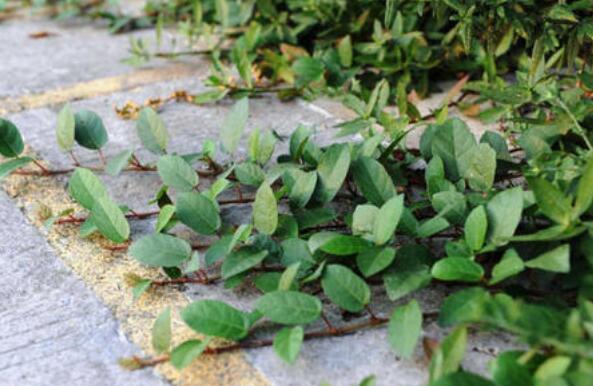 �����ٸ���ʲô��; �ɺ����ٵ�Ӫ���ɷ�