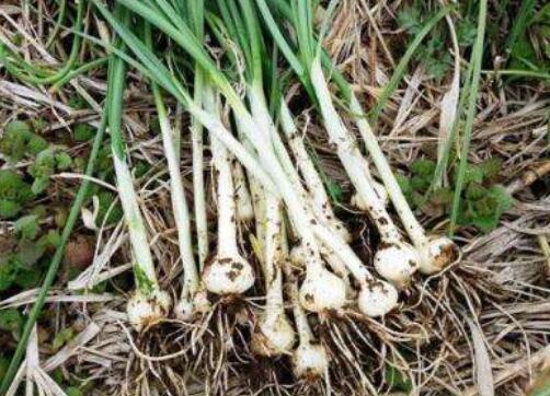 ޯ�׵Ĺ�Ч����������Щ ޯ�׵�ҩ�ü�ֵ