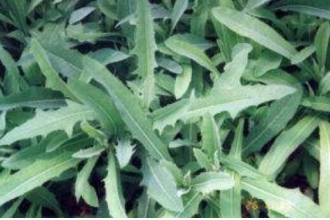 ��ë��˵Ĺ�Ч������