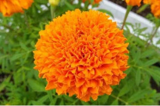 ���پյ���ֳ������ע������