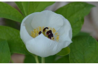 ����ҩ�Ĺ�Ч������ ����ҩ�ļ��𷽷�