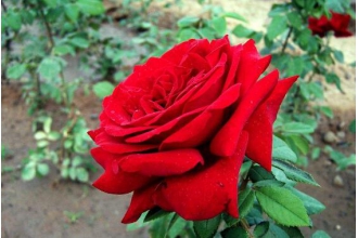 �¼������Ĺ�Ч������