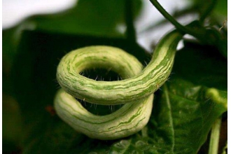 �߹����ӵĹ�Ч������