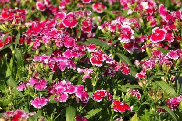 ��ʯ��Ĺ�Ч������