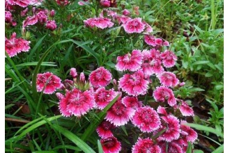 ʯ����ˮ�ȵĹ�Ч������