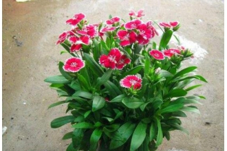 ʯ��Ĺ�Ч�����ü�����