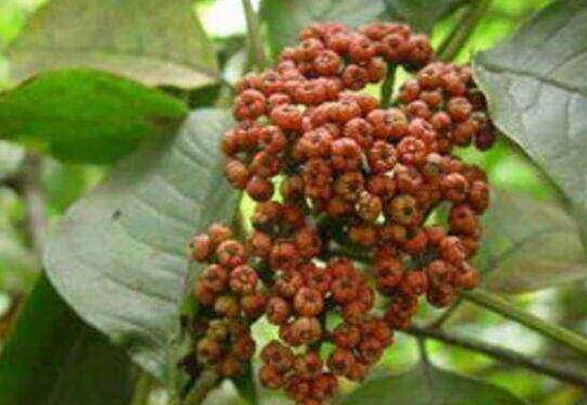 �����ǵĹ�Ч������ ��������ô���