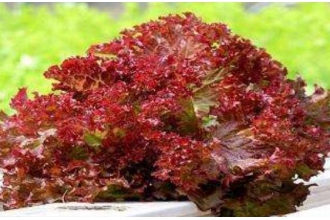 ��ɺ���˵Ĺ�Ч������