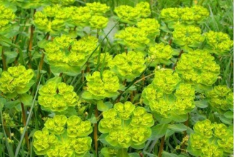 è�۲���ˮ�ȵĹ�Ч�����ü�����