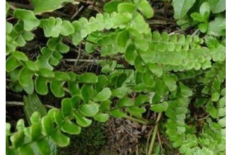 ��Ǯ����ˮ�ȵĹ�Ч�����