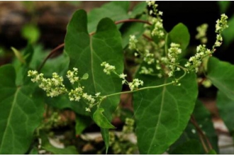 ��������ϴͷ�Ĺ�Ч������ ����ú�������ϴͷ