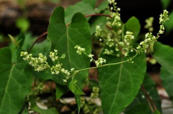 ��������ϴͷ�Ĺ�Ч������ ����ú�������ϴͷ