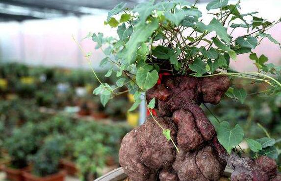 ��������ϴͷ�Ĺ�Ч������ ����ú�������ϴͷ