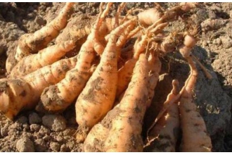 ���ػƵĹ�Ч�����ü�������