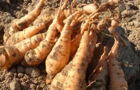 ���ػƵĹ�Ч�����ü�������