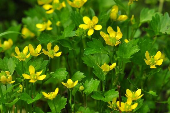 ëݢ�Ĺ�Ч�����ü�����