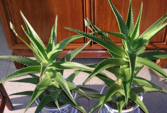 木立芦荟的药用价值与功效作用 花卉 做法 功效与作用 营养价值www Asqxzs Com