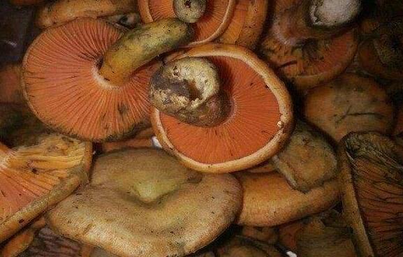�������Ĺ�Ч�����ü�ʳ�÷���