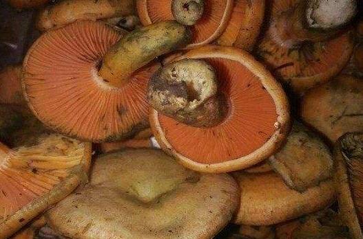 ������������ʲôͬ�� ��Щ�˲��ܳ�������