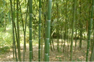 ���׵Ĺ�Ч������