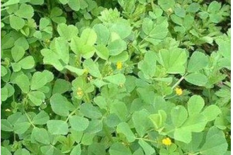 ��ޣ�ݵĹ�Ч������ ��ޣ�ݵĸ�����