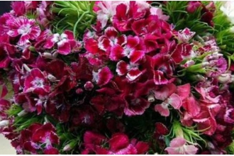 ʯ��÷����˼÷������ ʯ��÷����ֳ����