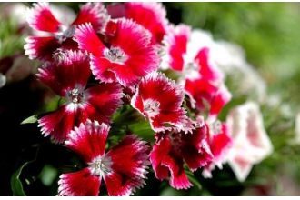 ��ô��ʯ��÷ ʯ��÷����ֳ������ע������